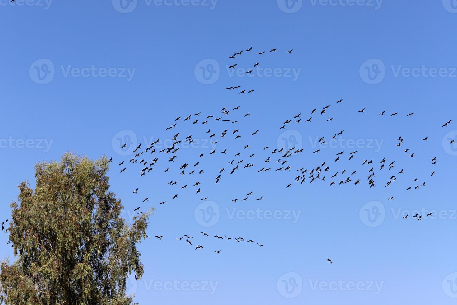 A large flock of cranes winters on a lake in northern Israel. photo