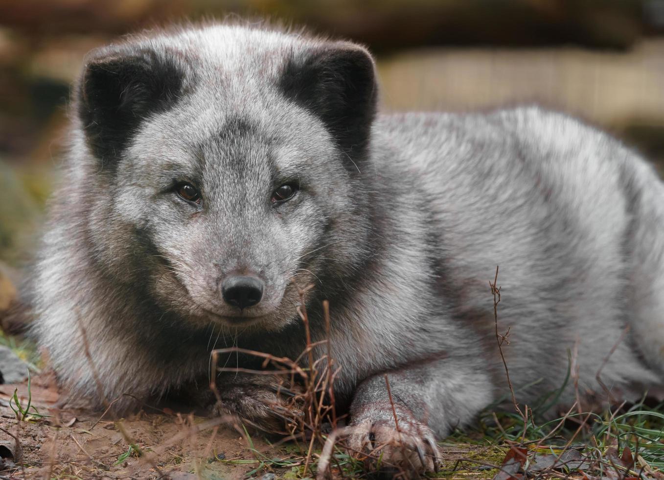 Arctic fox in zoo photo