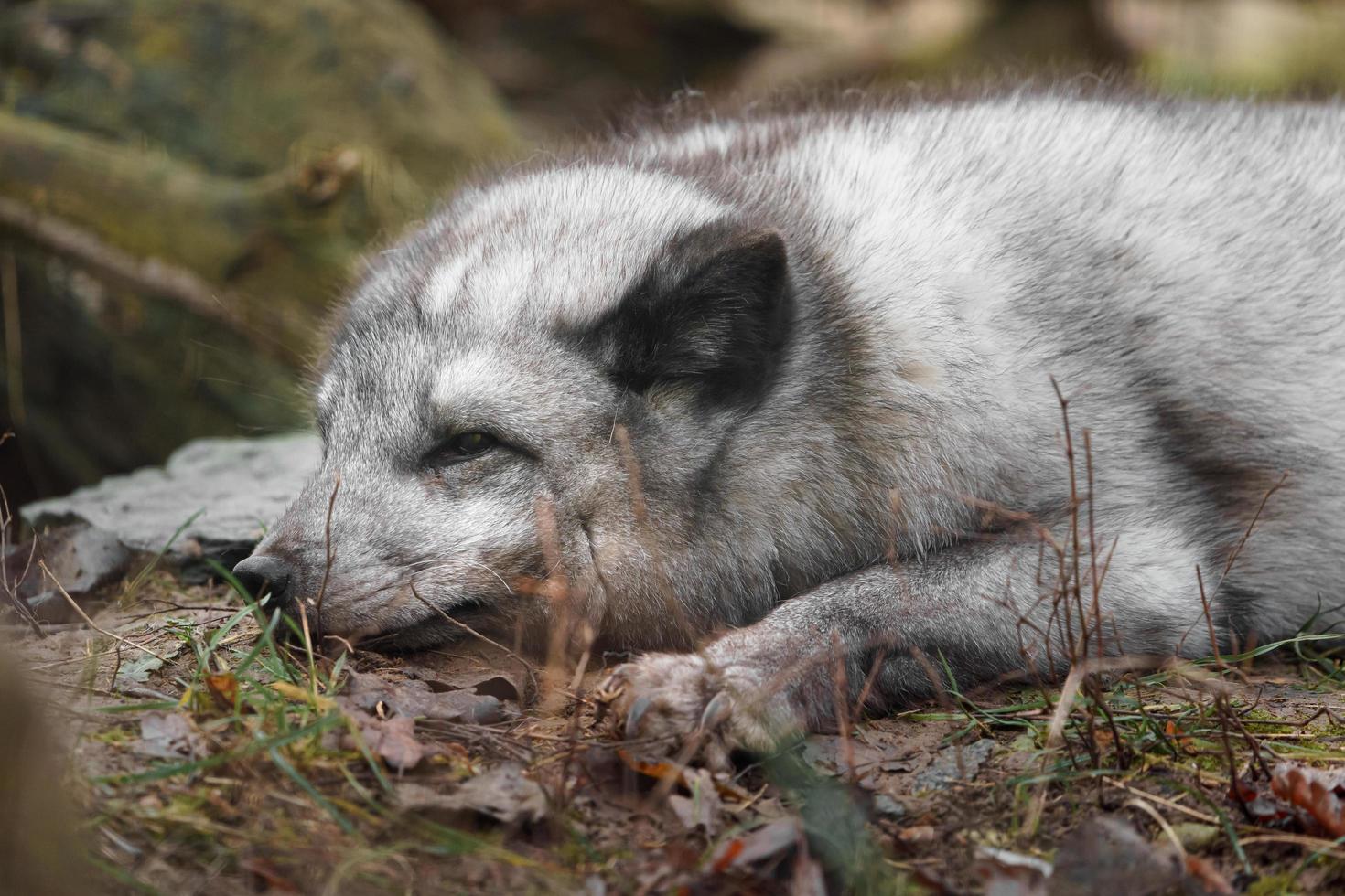 Arctic fox in zoo photo