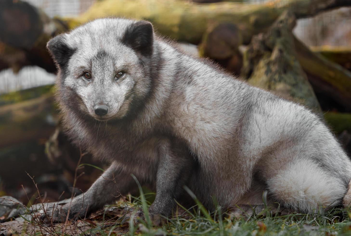 Arctic fox in zoo photo