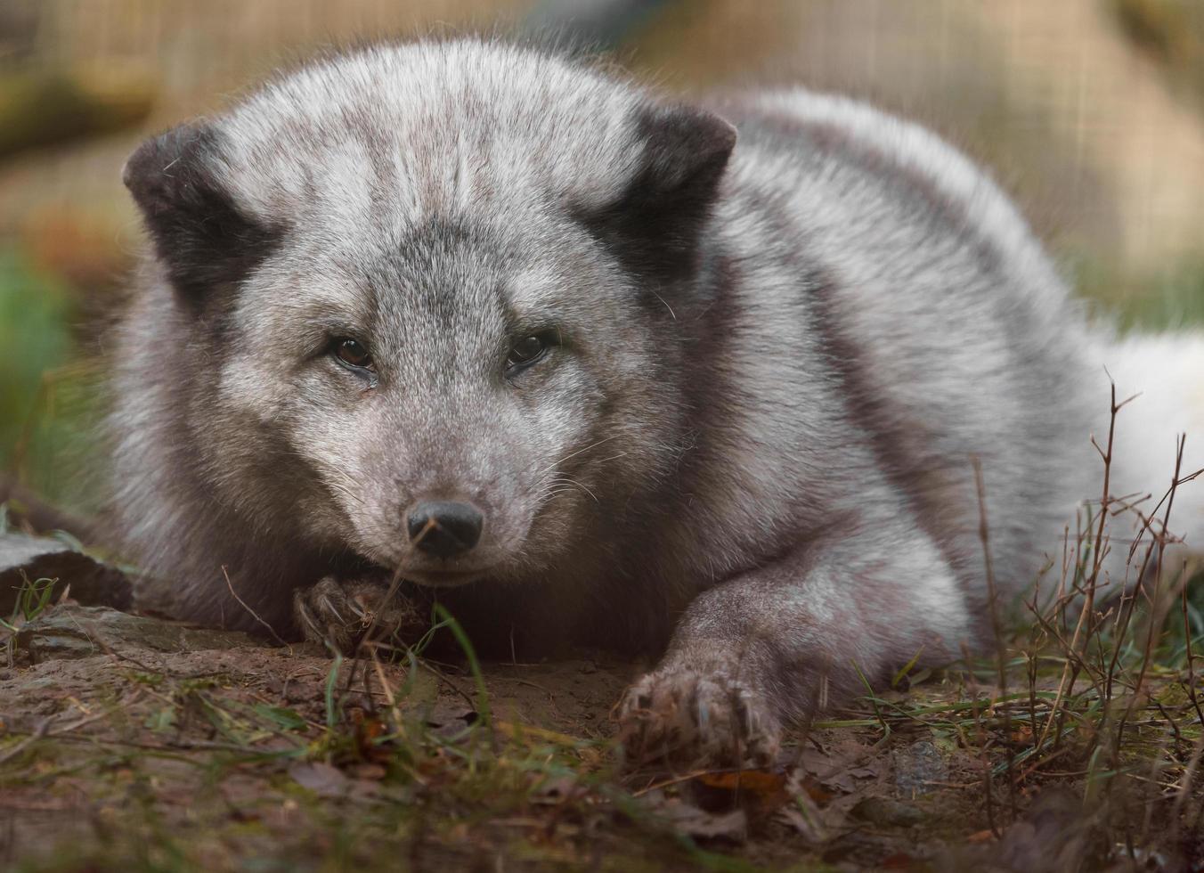 Arctic fox in zoo photo