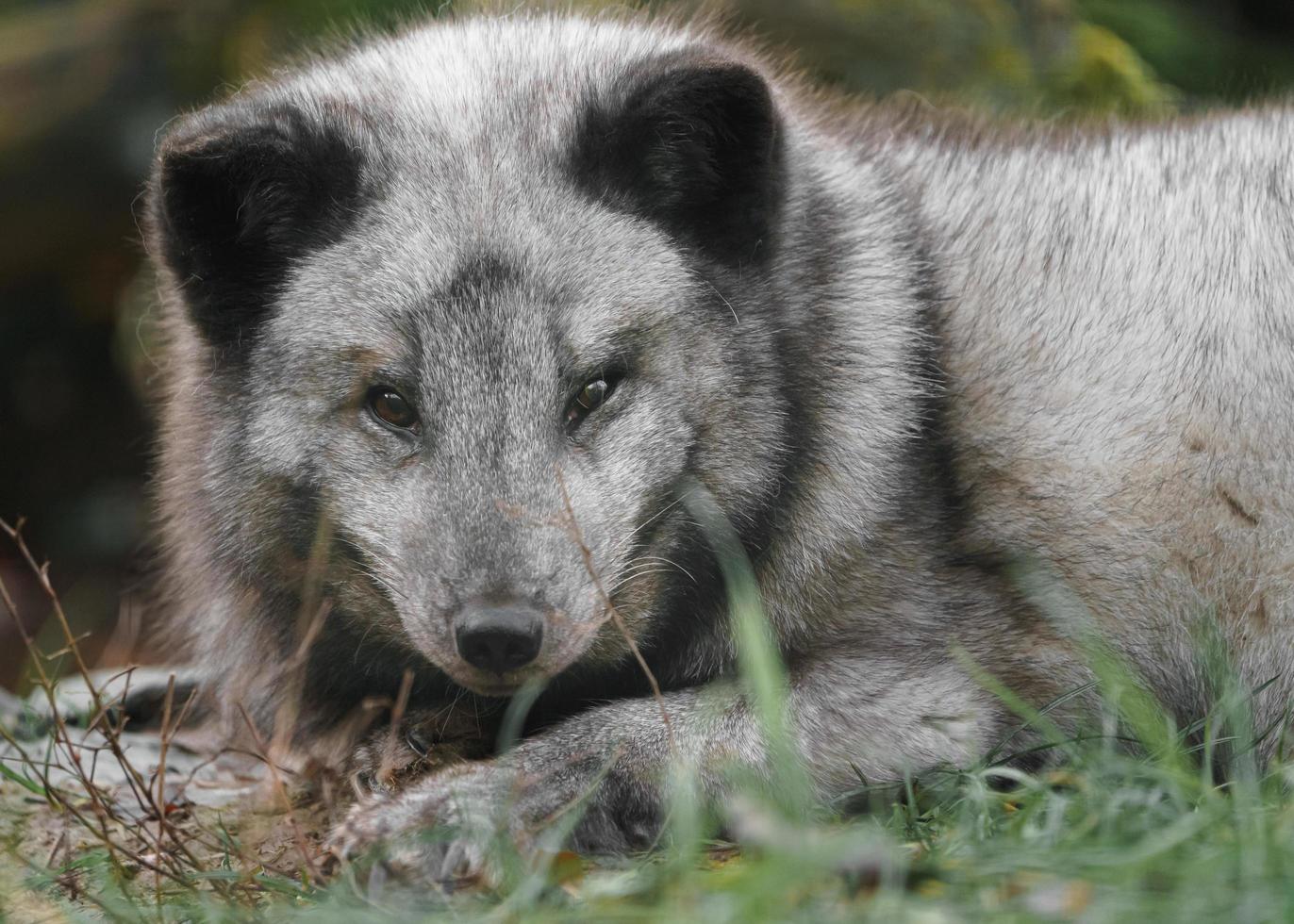 Arctic fox in zoo photo