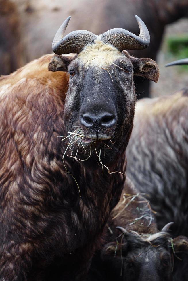 Takin eating hay photo