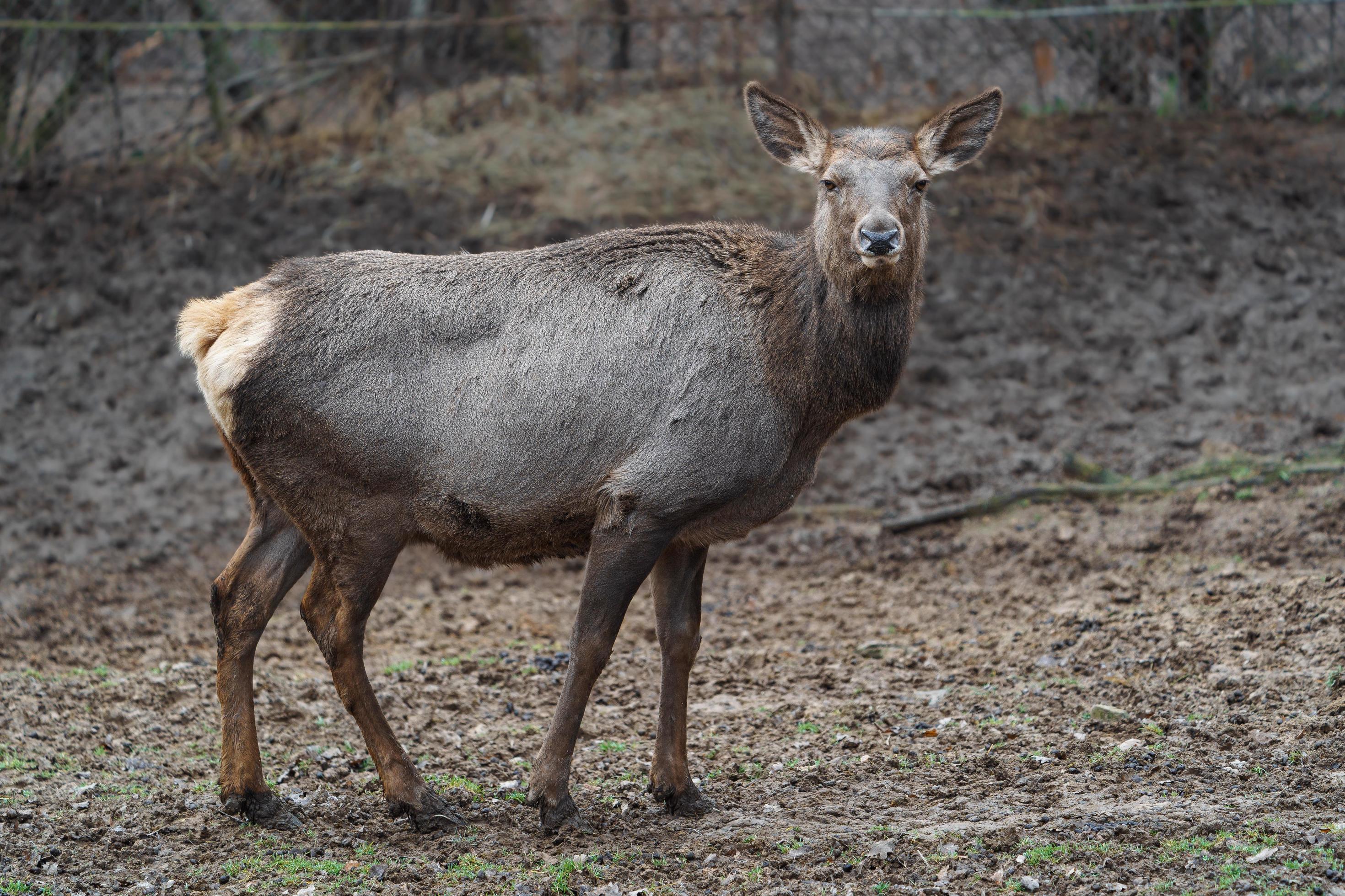 Altai wapiti in zoo 17685518 Stock Photo at Vecteezy