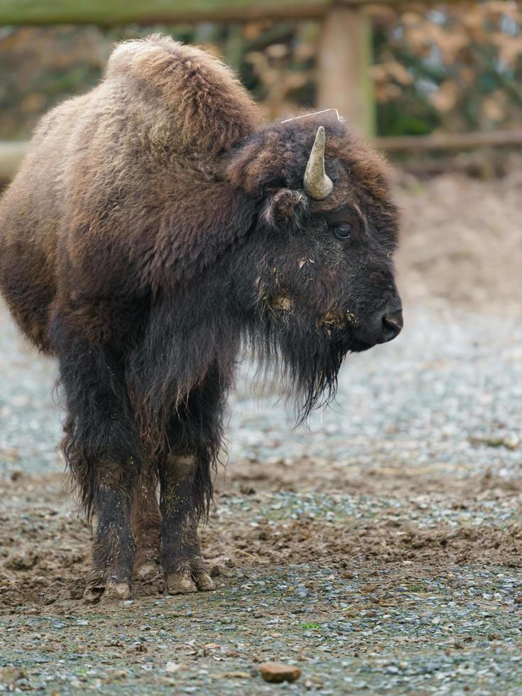 American bison in zoo photo