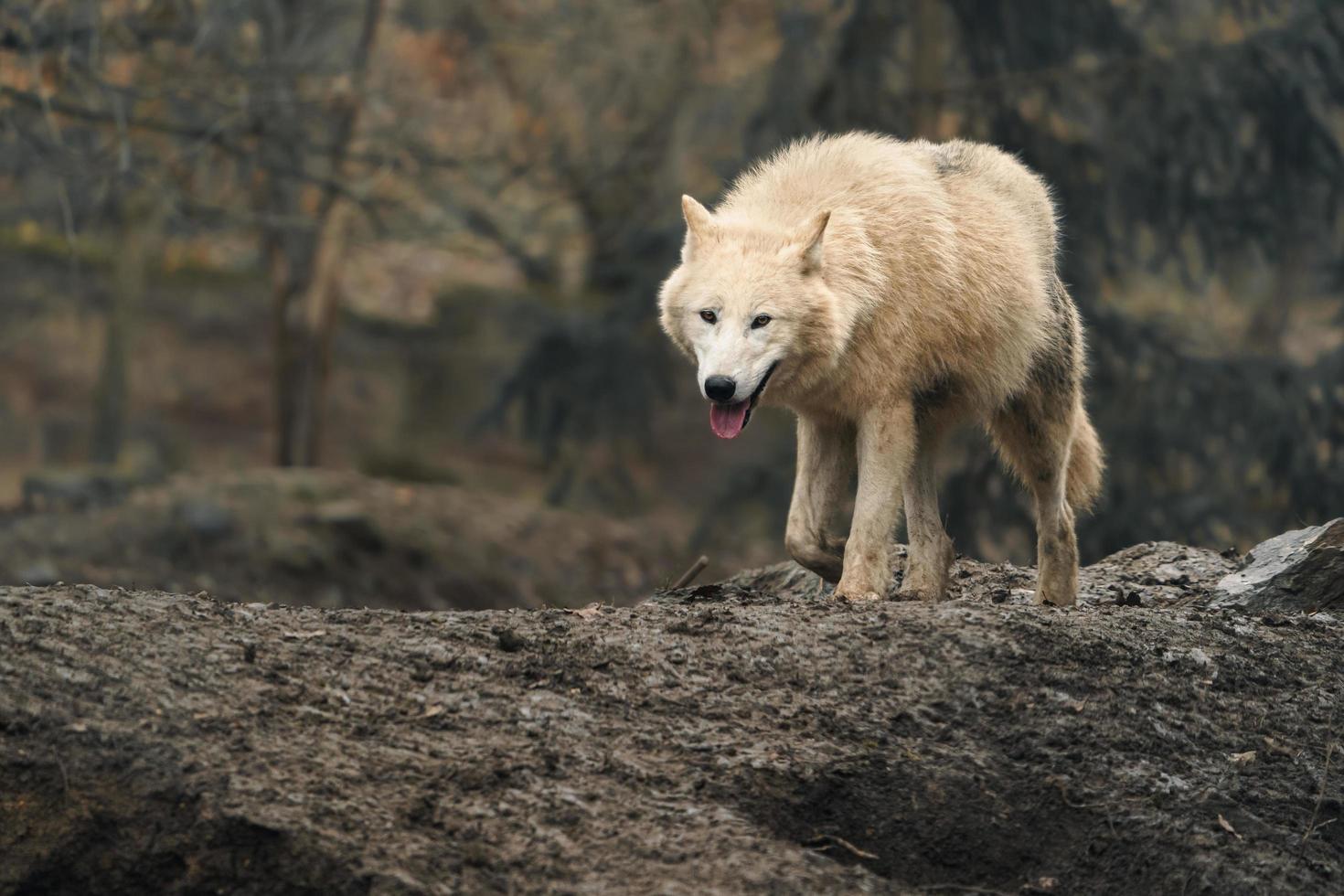 lobo ártico en el zoológico foto