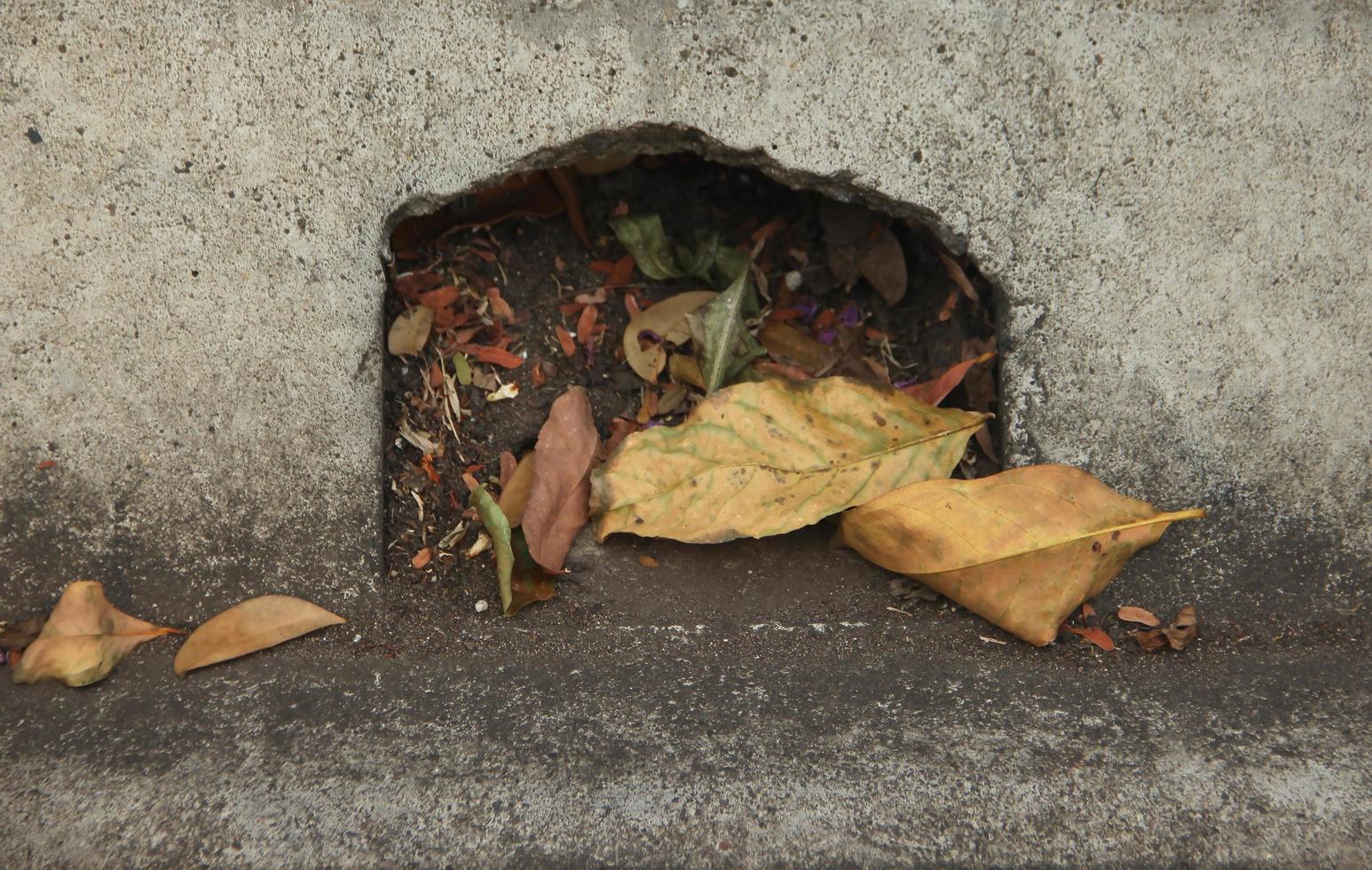 Dirty water drainage sewage hole with dry leaves around it. photo