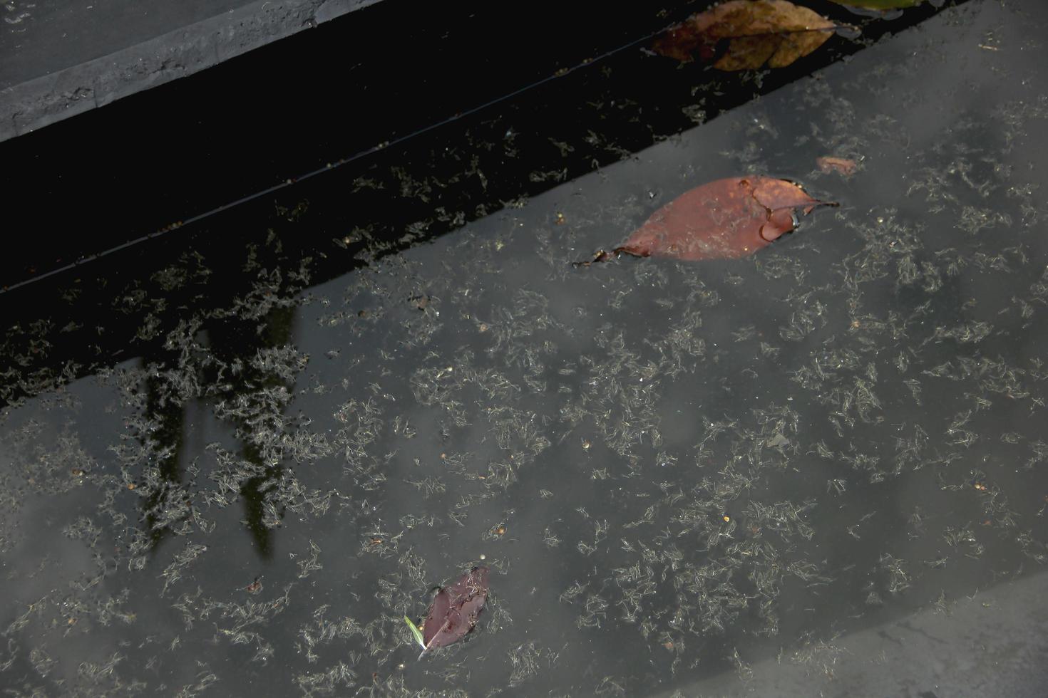 Dirty pond water with floating leaves and plant waste. photo