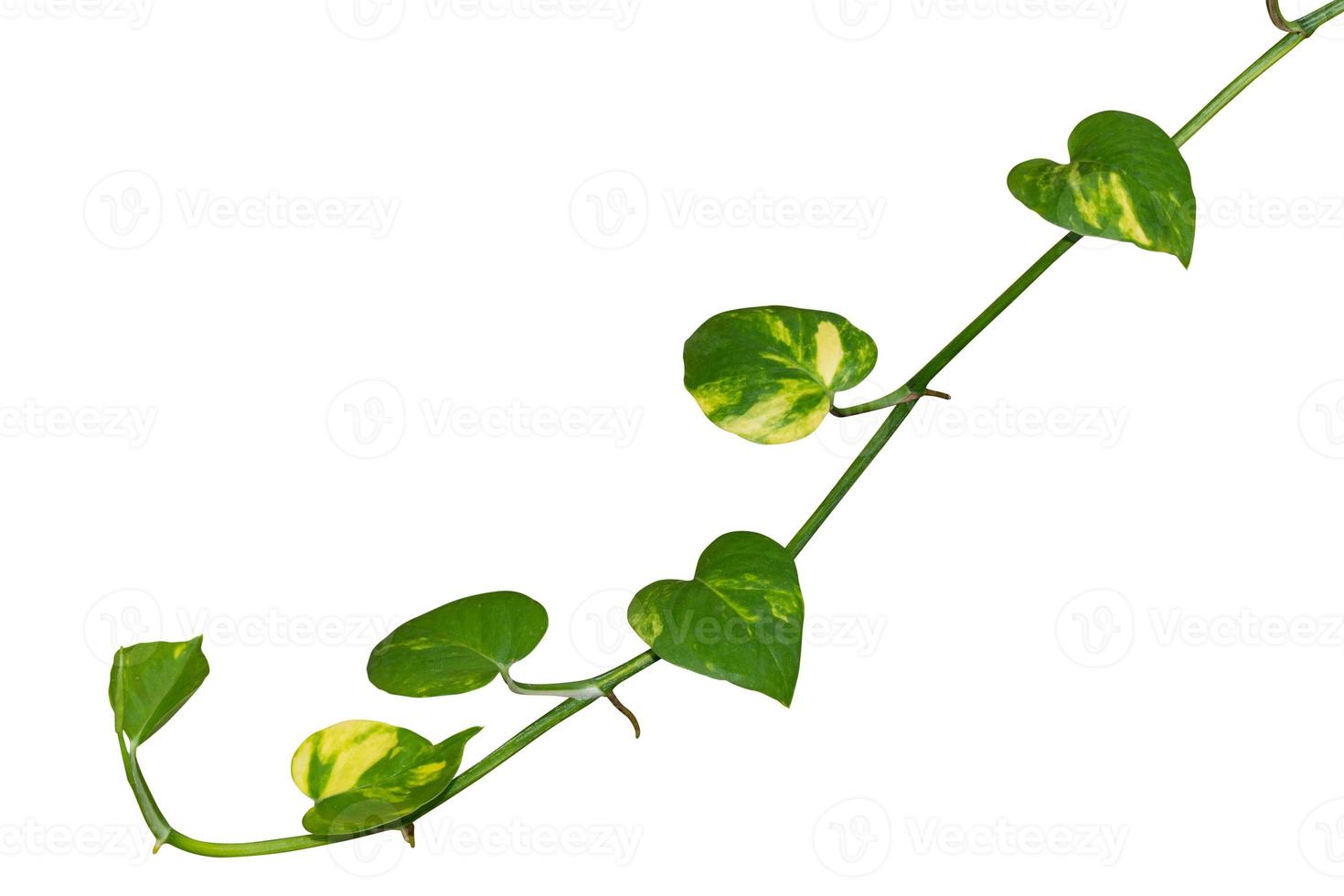 Isolated vine plant on white background. Clipping path photo