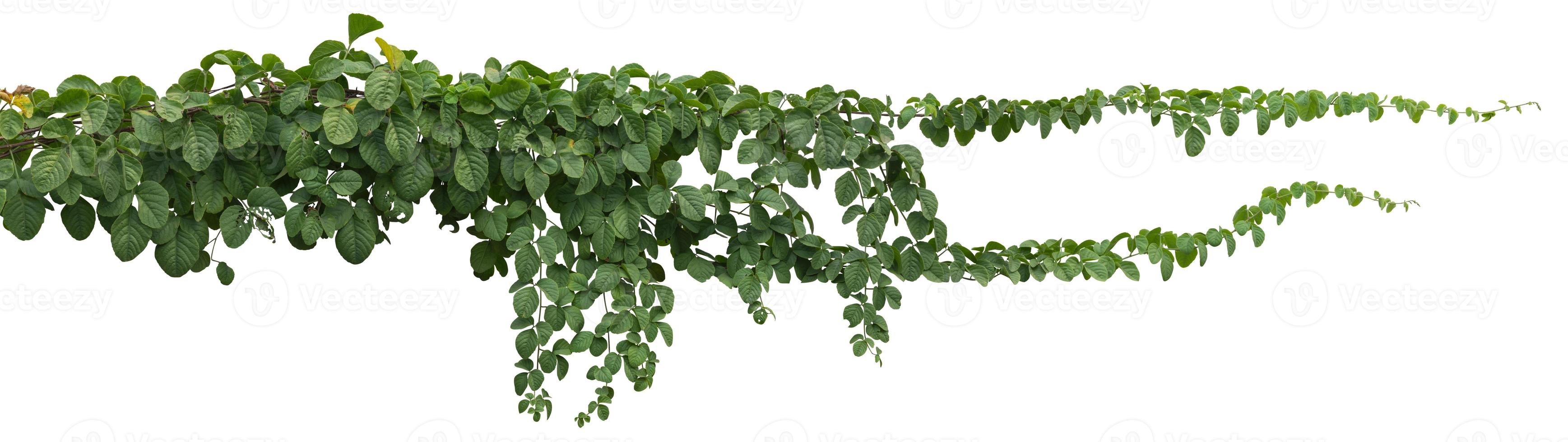 vine plant jungle, climbing isolated on white background. Clipping path photo