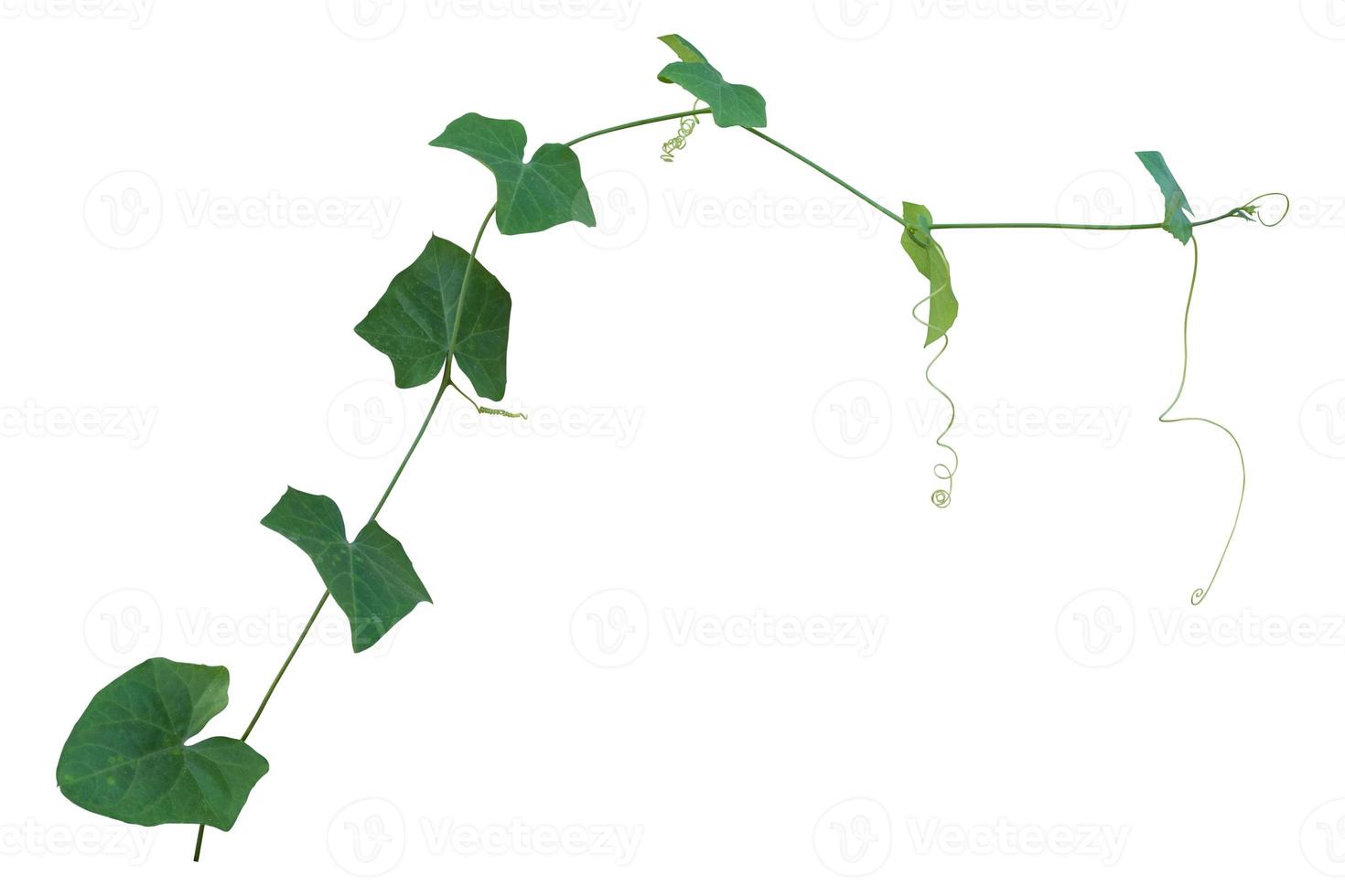 vine plant climbing isolated on white background. Clipping path photo