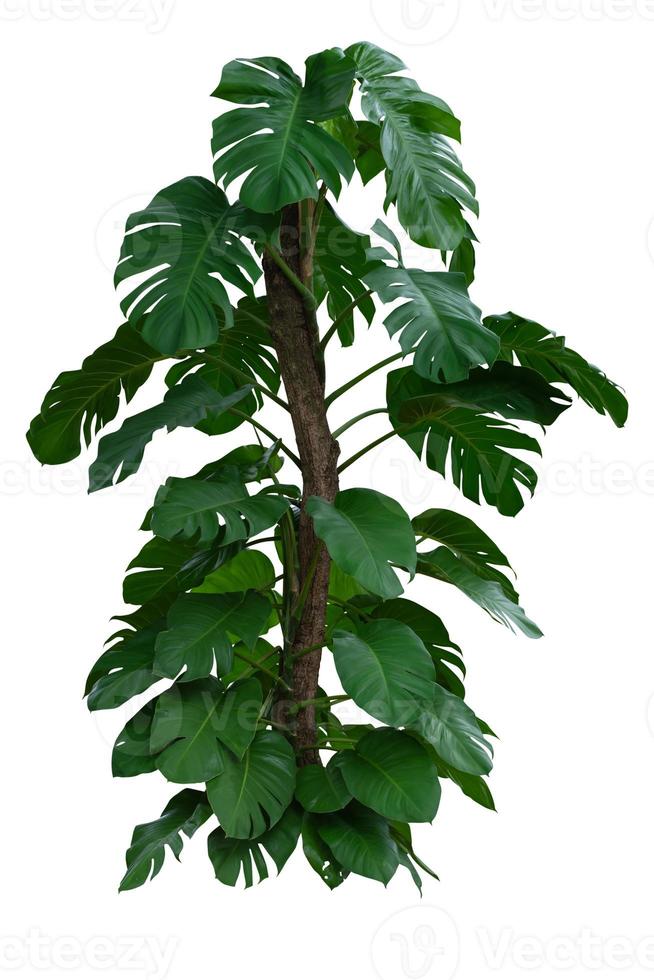 monstera deliciosa liebm follaje de hojas verdes tropicales, arbustos de plantas de la selva aislados en fondo blanco con trazado de recorte incluido foto