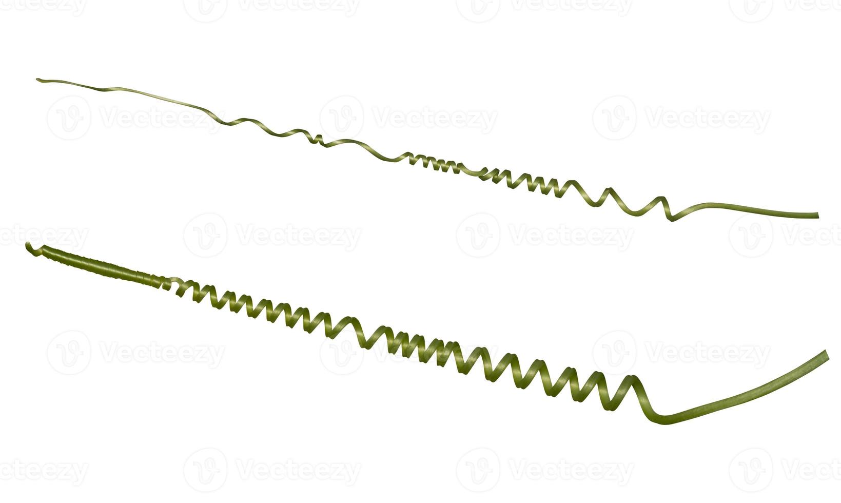 Twisted liana, Vine spring fresh green isolated on white background, clipping path photo