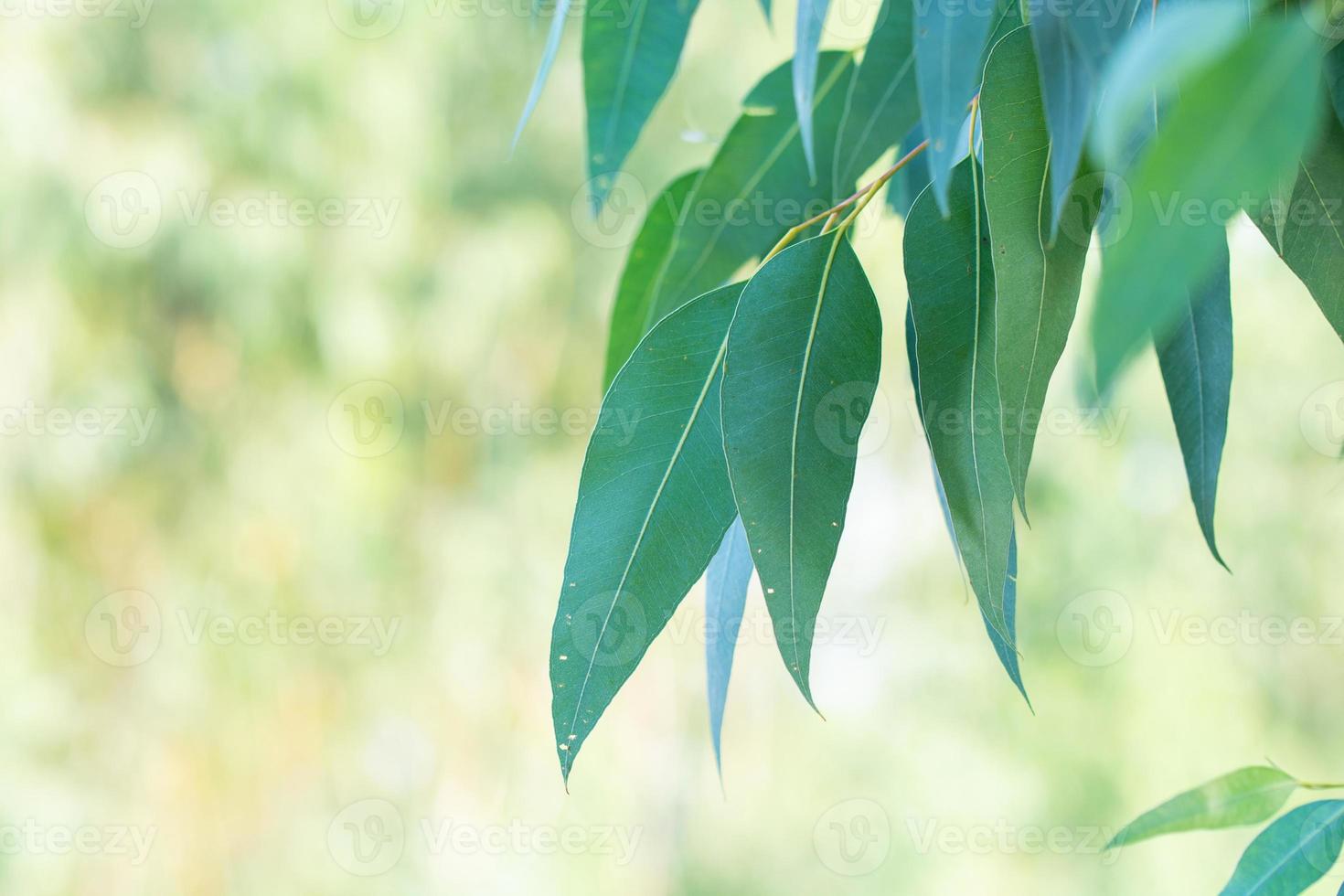 Eucalyptus leaves. branch eucalyptus tree nature background photo