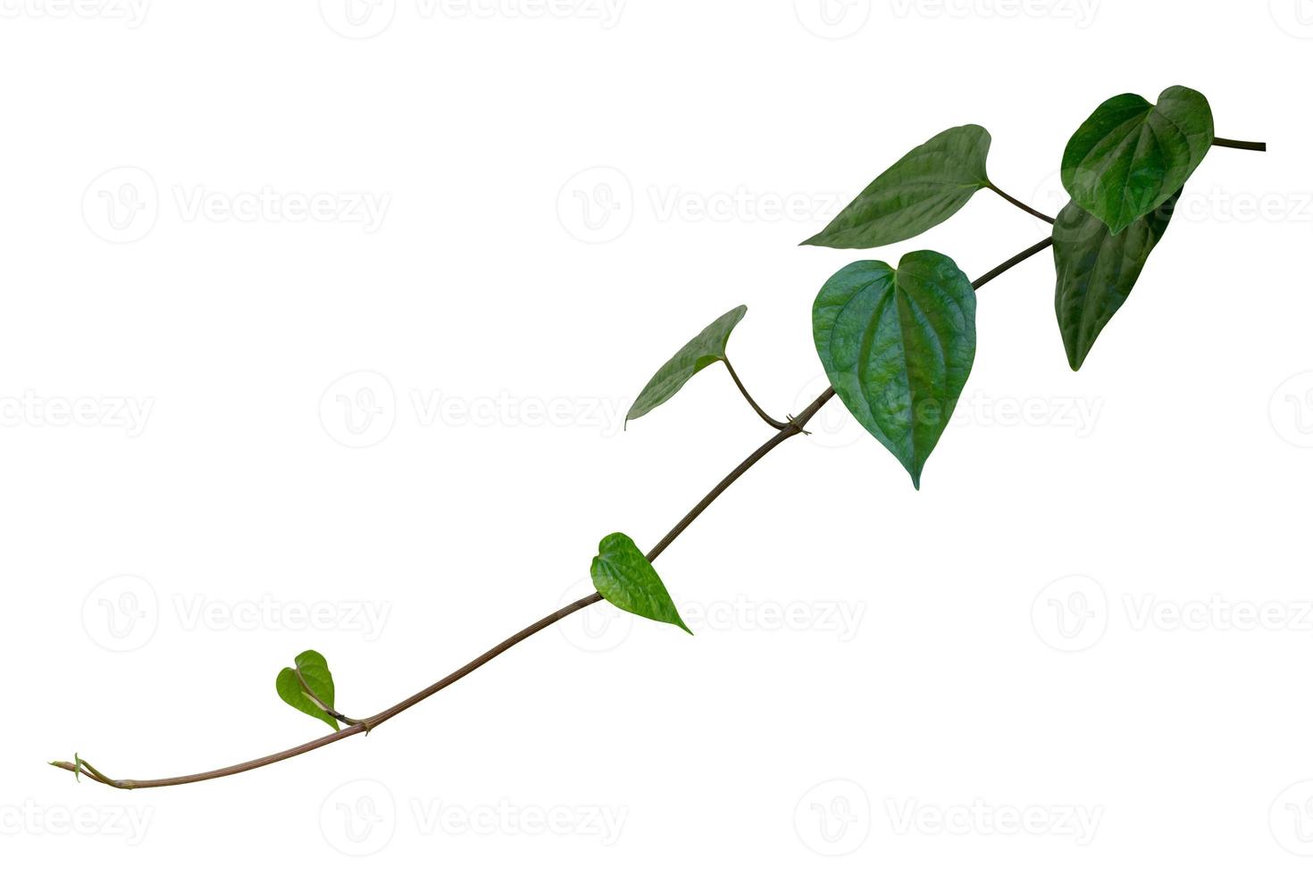 Betel, creeper plant isolated on white background with clipping path included. photo