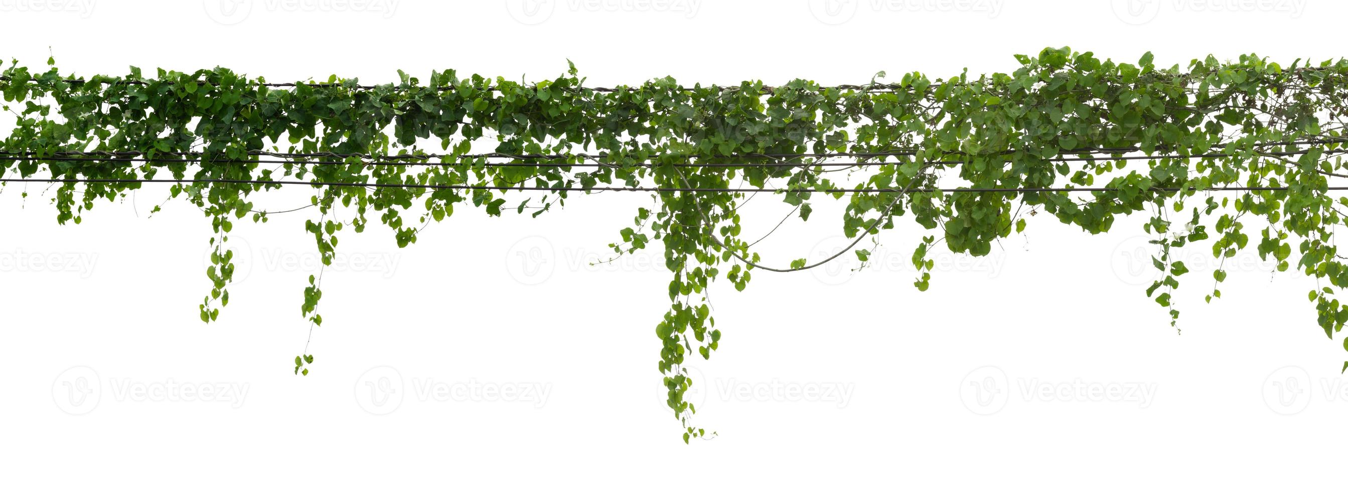 vine plant climbing isolated on white background with clipping path included. photo