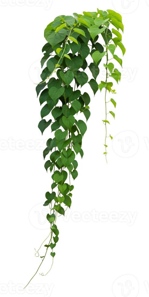 Vine plant branches hanging. Tropical plant isolated on white background have clipping path photo