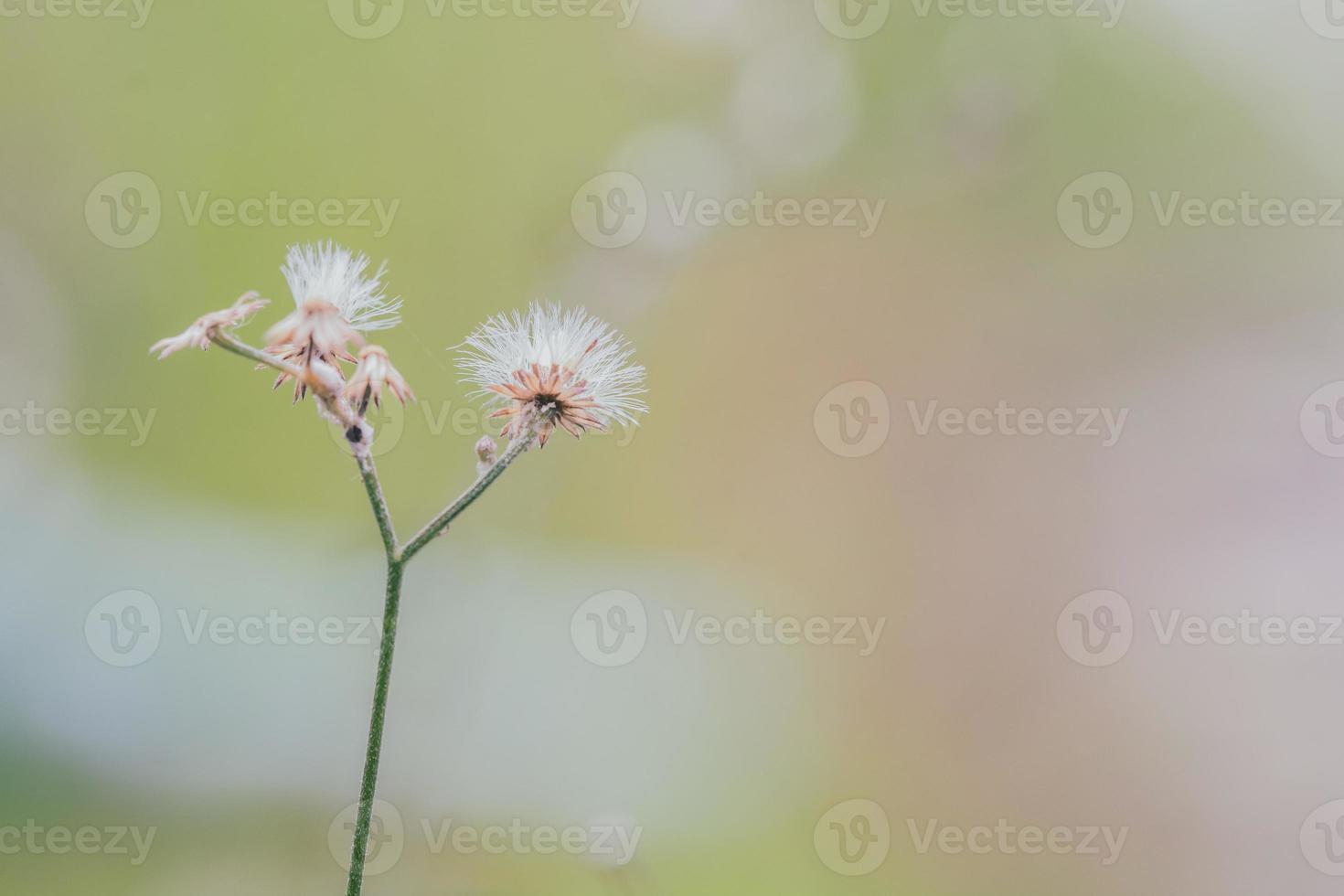meadow flowers in soft warm light. Vintage autumn landscape blurry natural background photo
