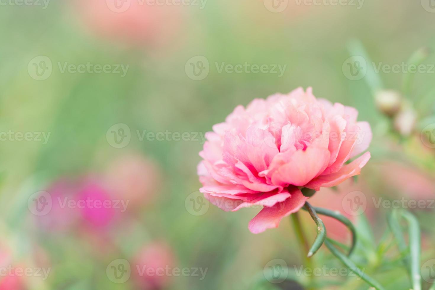 Portulaca Beautiful Flowers in soft warm light. Vintage autumn landscape blurry nature background. photo