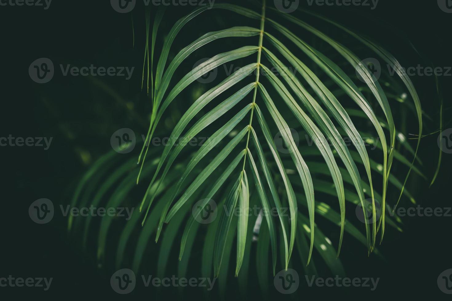 Leaf background green abstract nature pattern dark photo