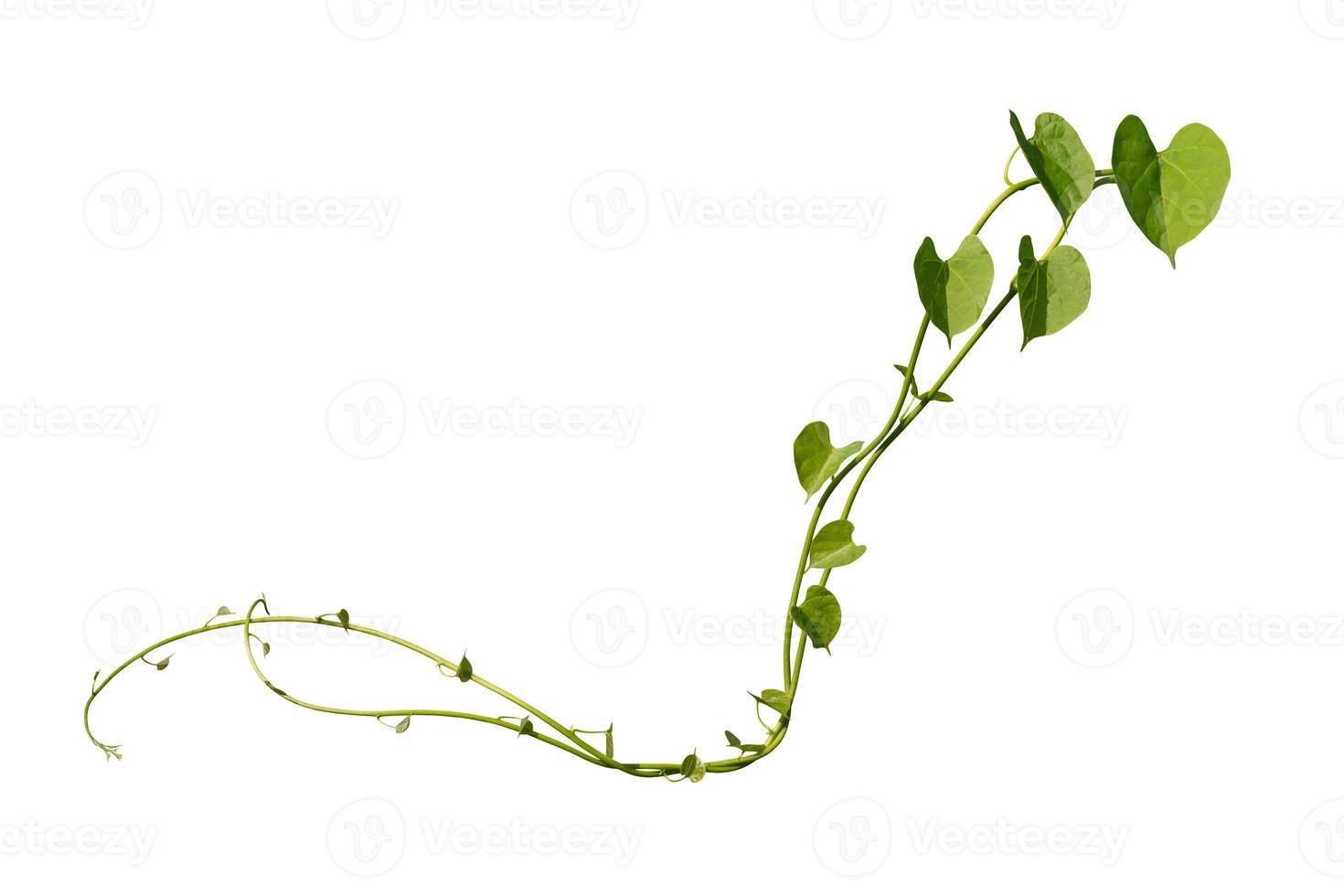 vine plants climbing isolated on white background. Clipping path photo