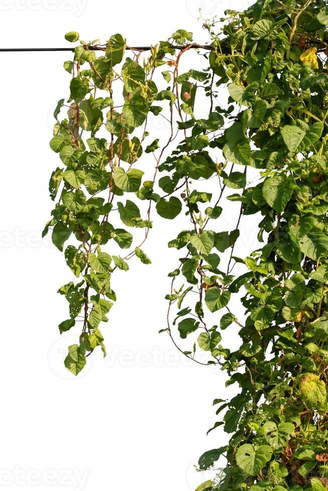 planta de vid escalada en la selva aislada sobre fondo blanco con trazado de recorte incluido. foto