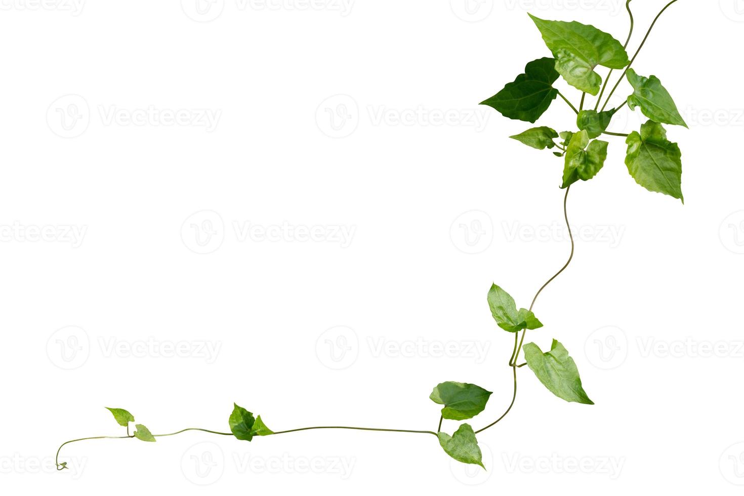 vine plant isolated on white background. Clipping path photo