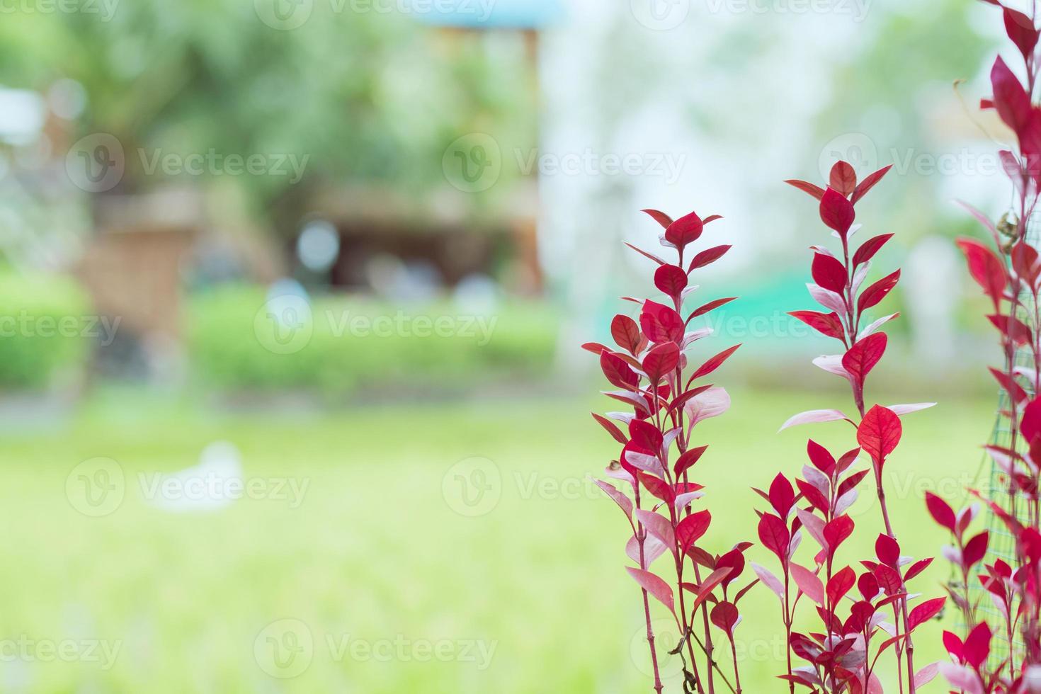 red leaves tree in nature green blurred background photo