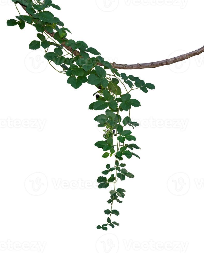 Vine jungle branches hanging. Climber isolated on white background with clipping path included. photo