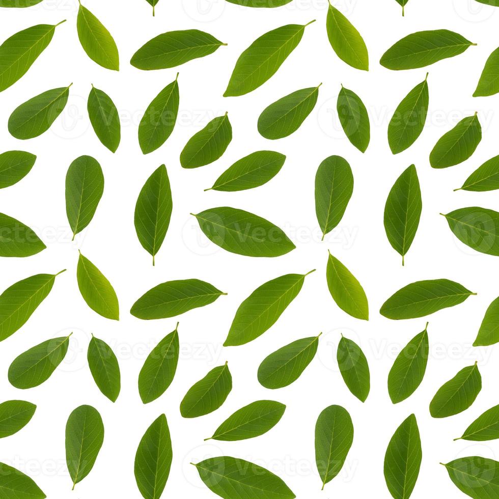 Isolated custard apple leaves seamless pattern in white background photo