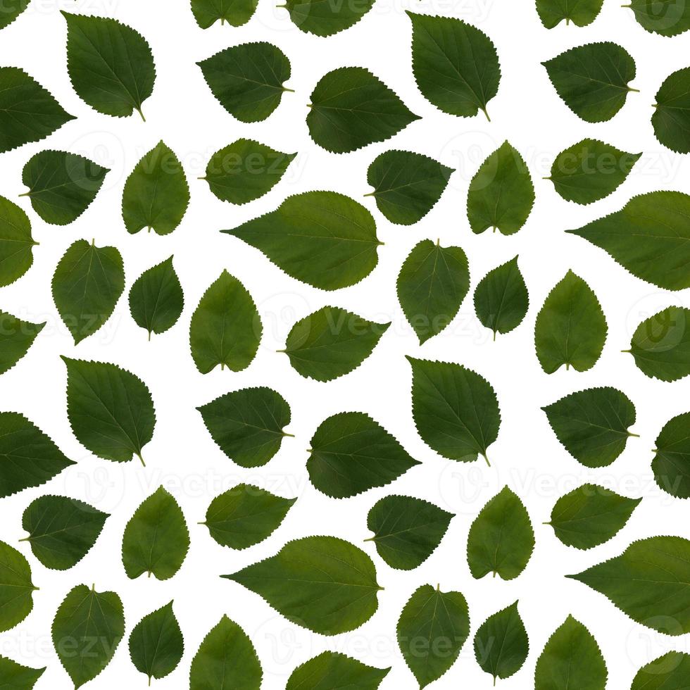 Isolated mulberry leaf seamless pattern in white background photo