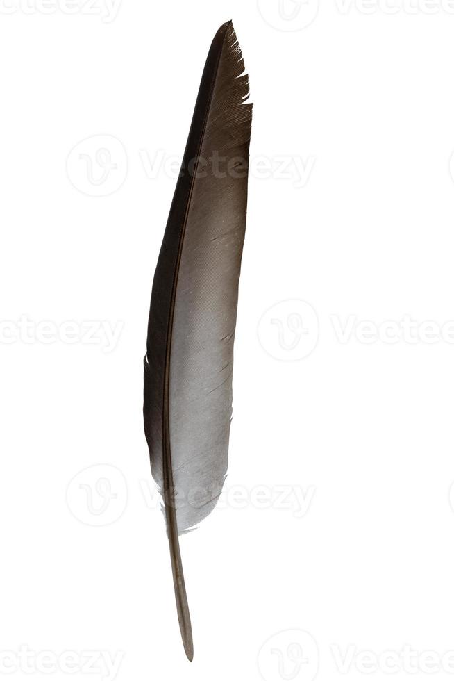 Feathered black isolated on white background with clipping path included. photo