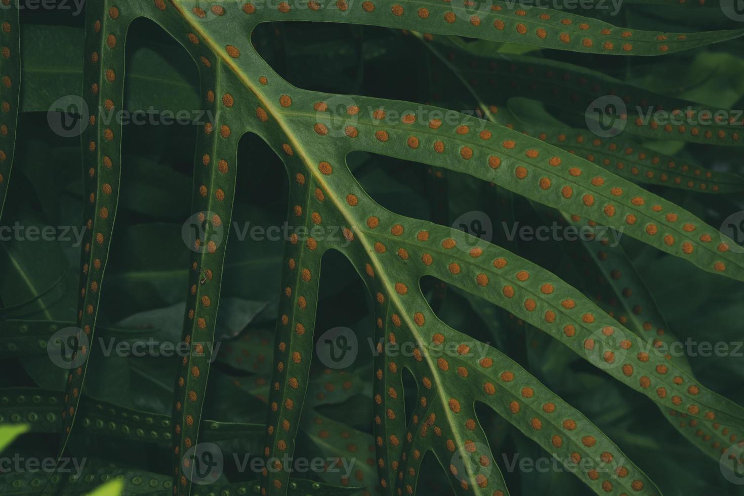 Leaf background green abstract nature pattern dark photo