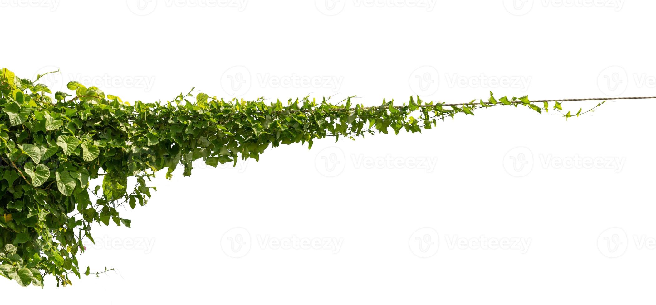 Vine jungle branches hanging. Climber isolated on white background with clipping path included. photo