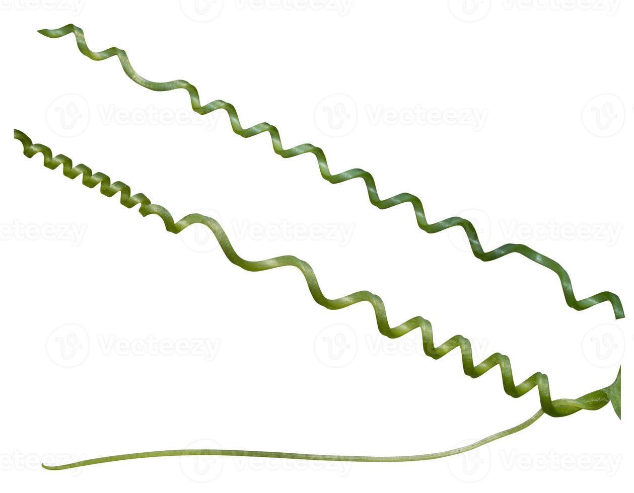 Twisted liana, Vine spring fresh green isolated on white background, clipping path photo