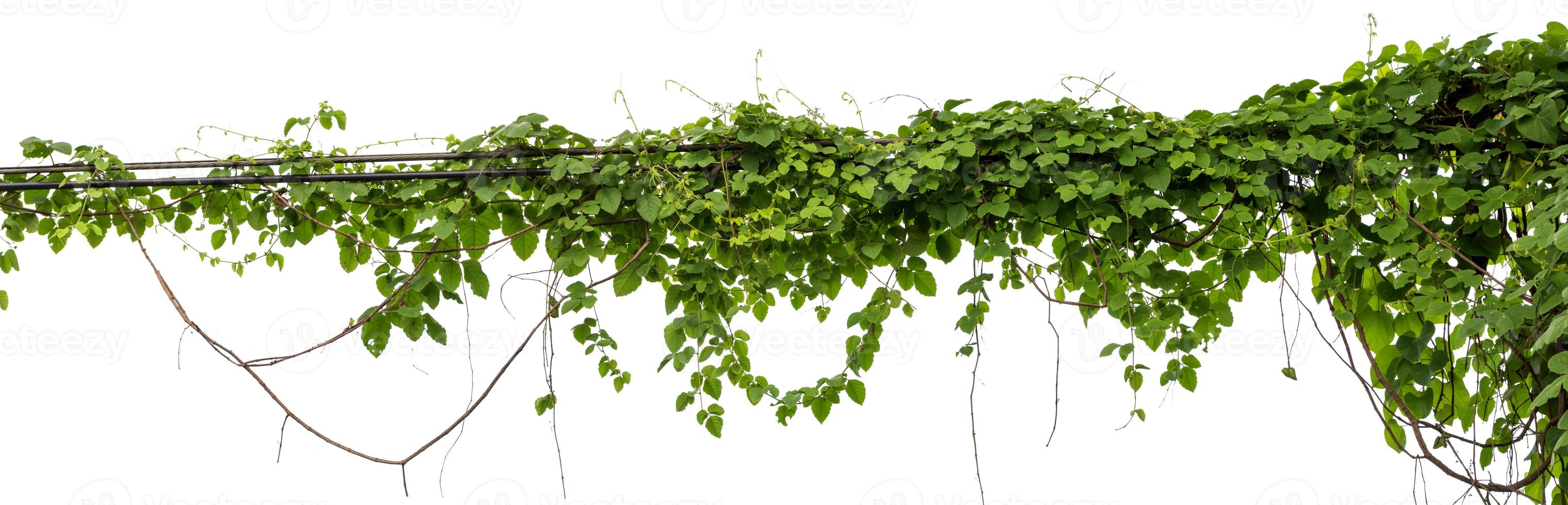 Plants ivy. Vines on poles on white background photo