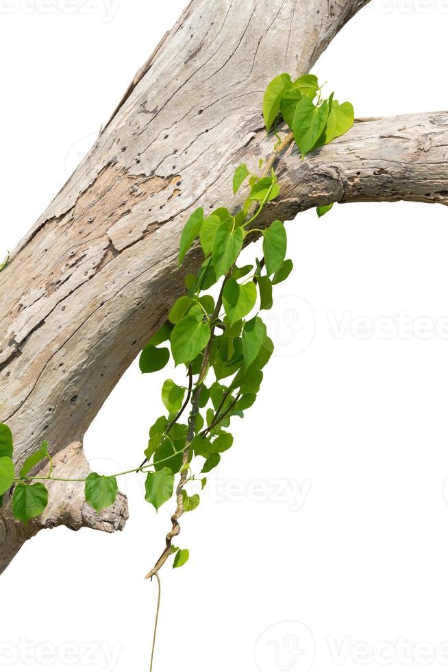 vine plant jungle, climbing on a dry tree isolated on white background. Clipping path photo