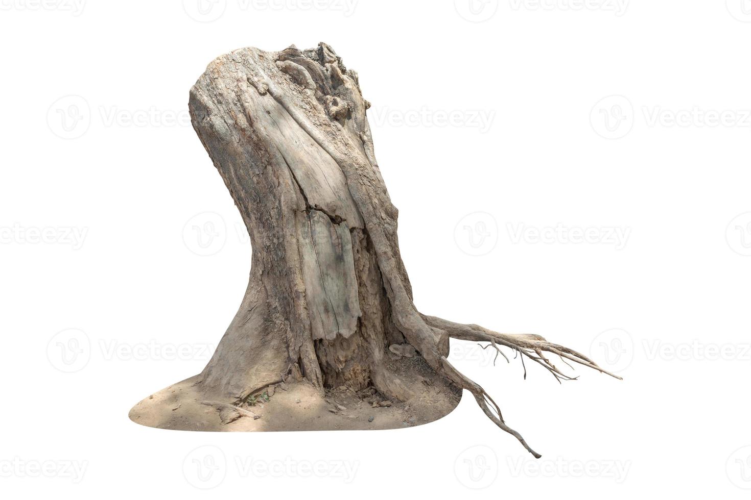 Dead tree stump isolated on white background with clipping path included. photo