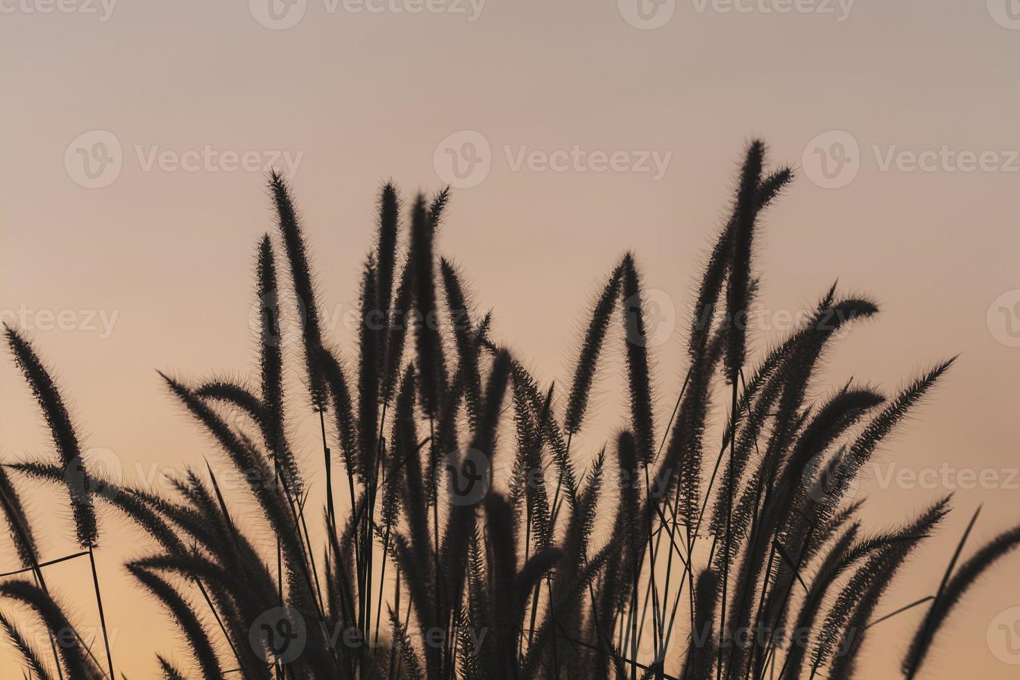 meadow flowers in soft warm light. Vintage autumn landscape blurry natural background. photo