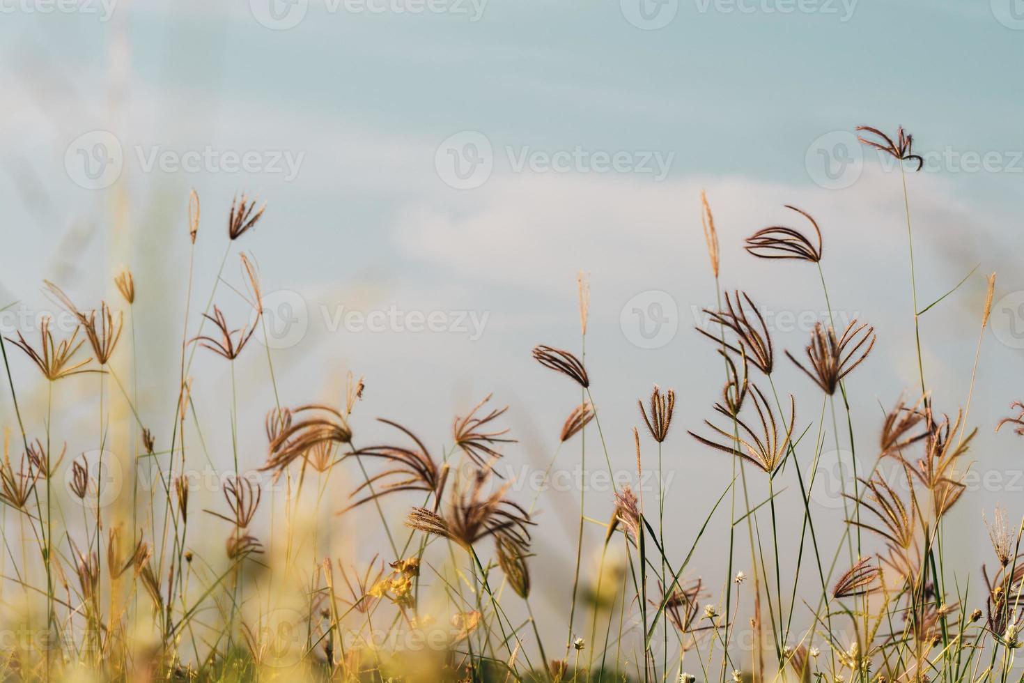 Life spring flower morning beauty change summer photo