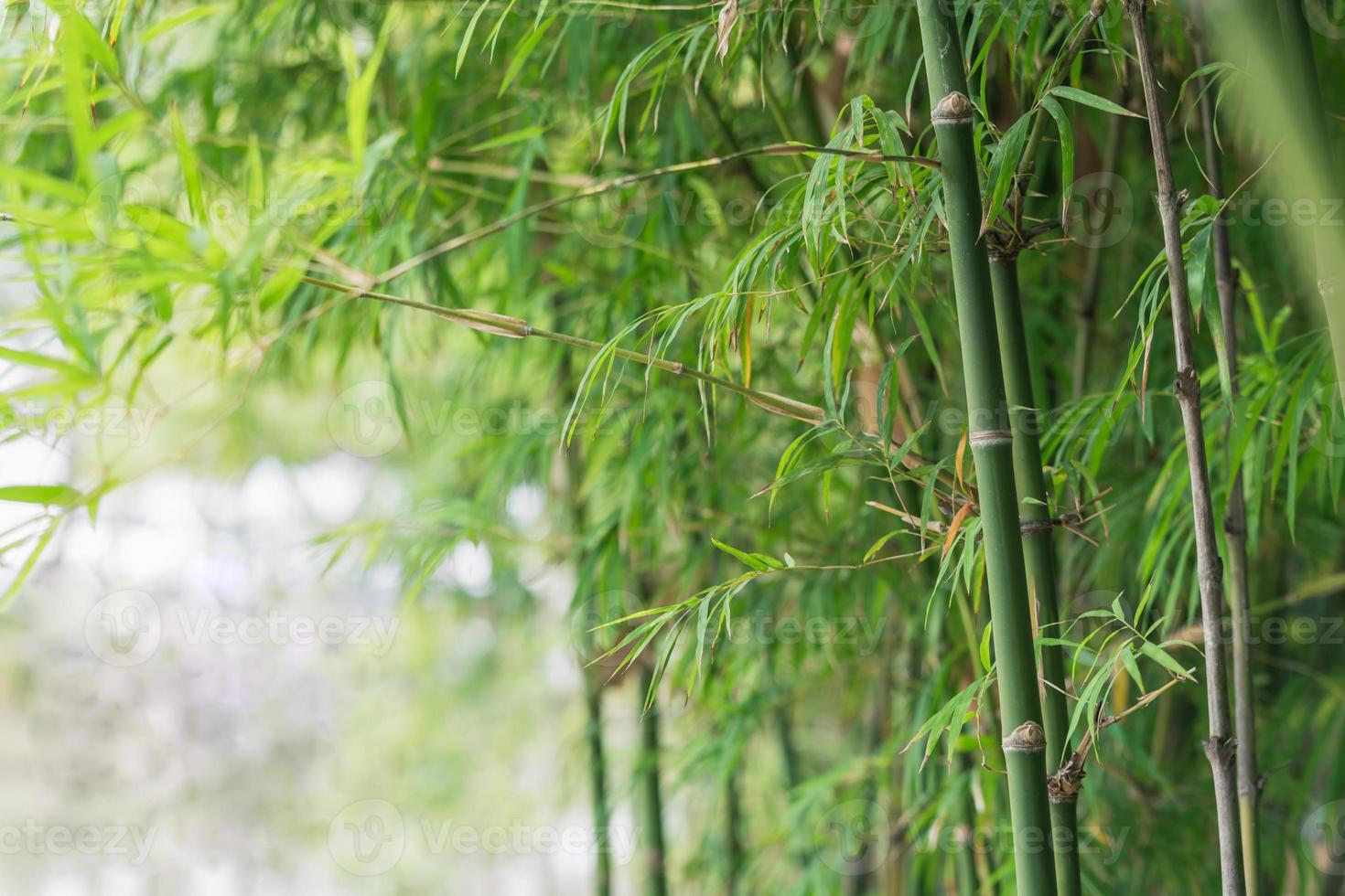 fondo de arbol de bambu foto