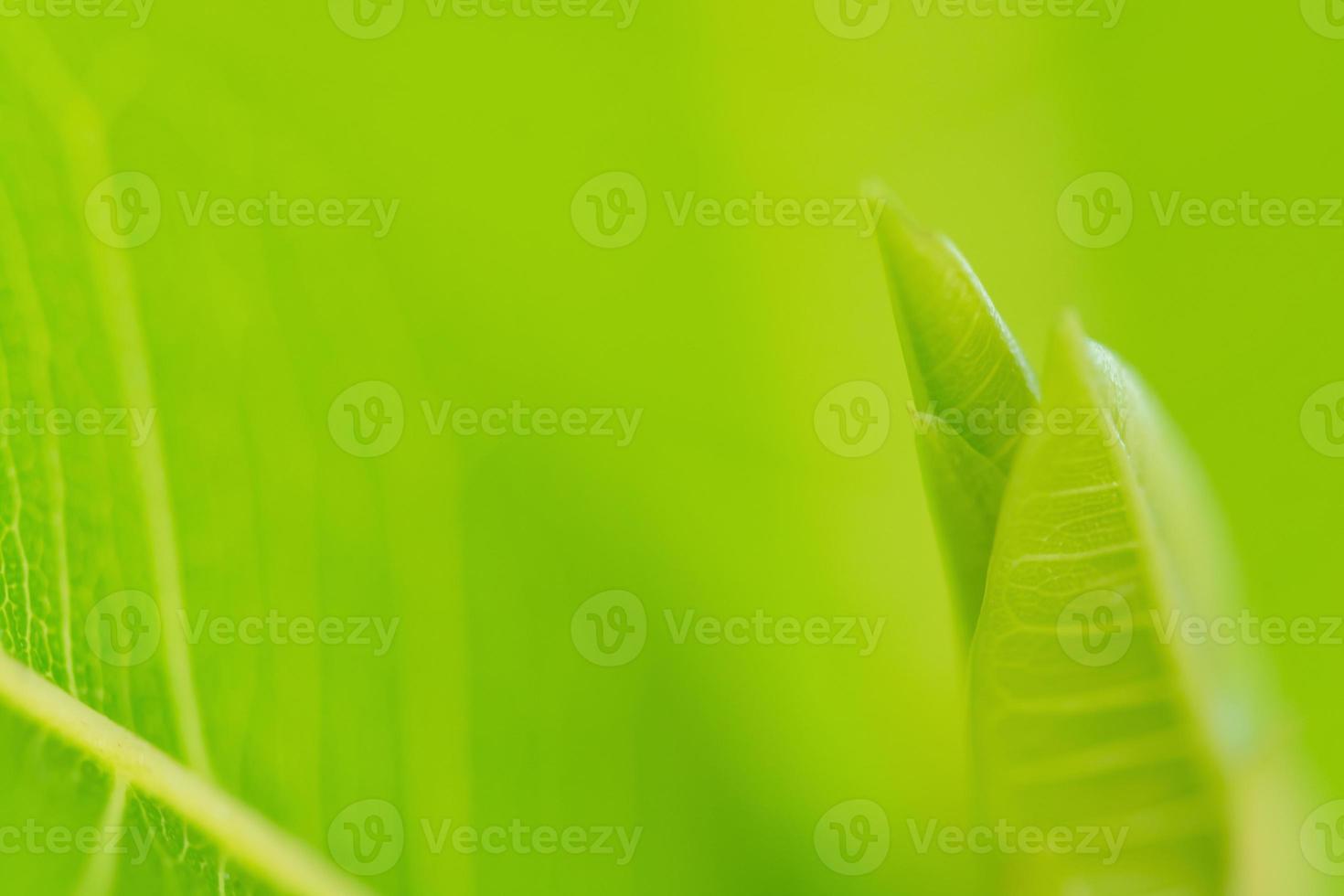 Green Leaves, foliage nature spring background blank for design photo