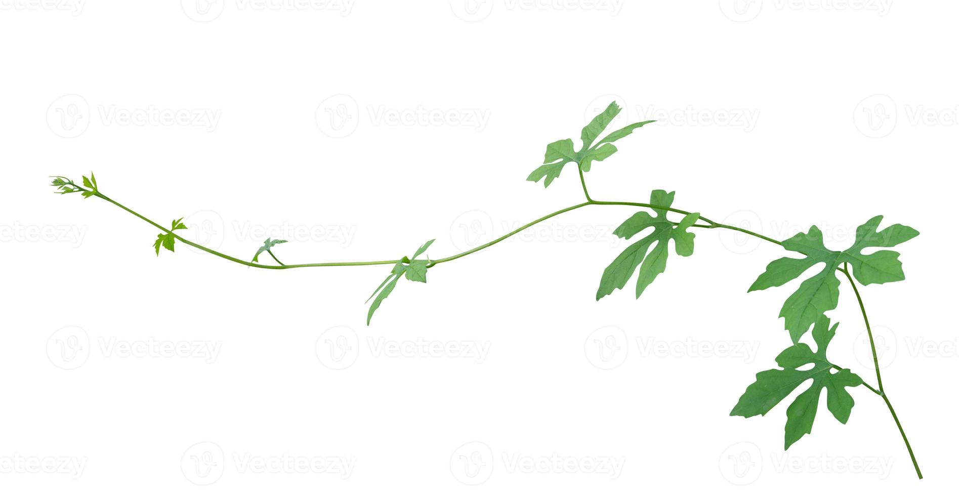 vine plant climbing isolated on white background. Clipping path photo