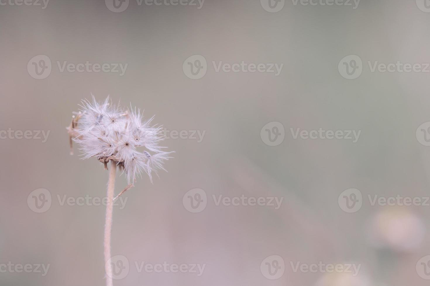 meadow flowers in soft warm light. Vintage autumn landscape blurry natural background. photo