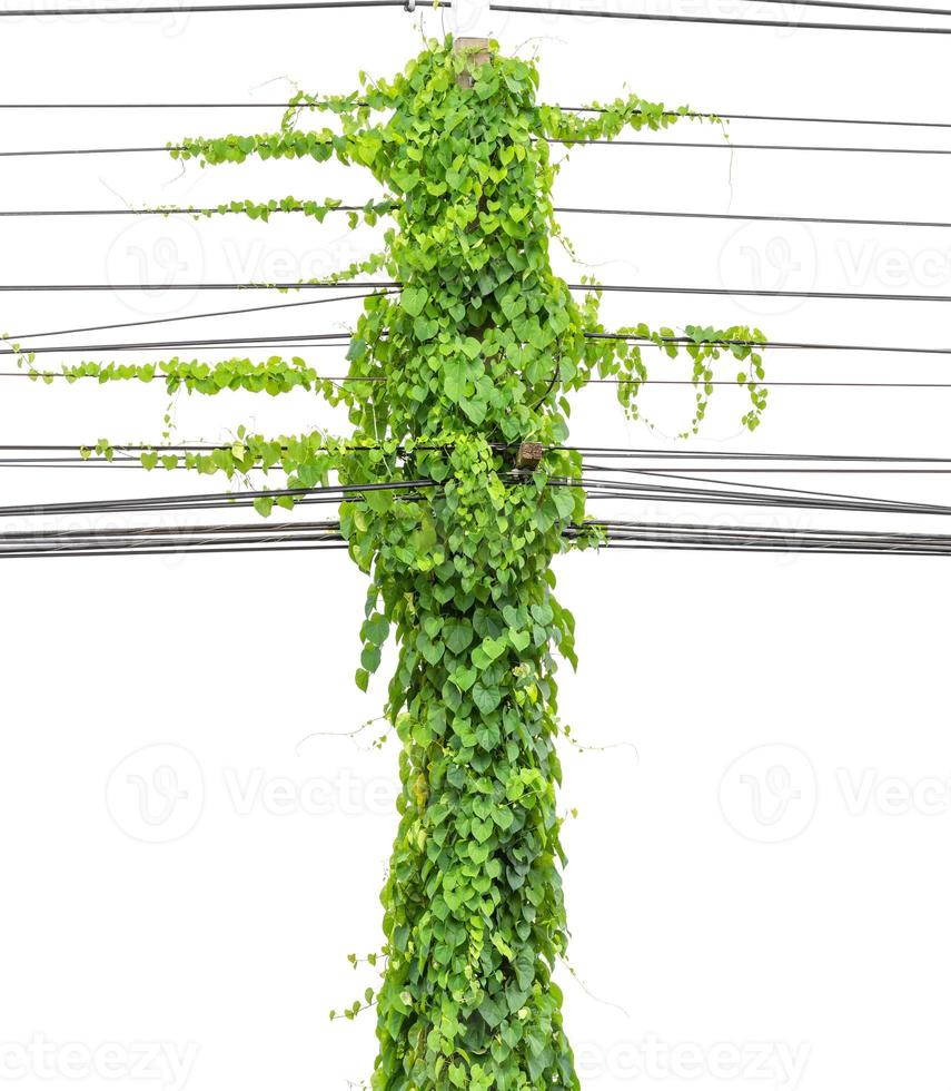 Plants ivy. Vines on poles on white background photo