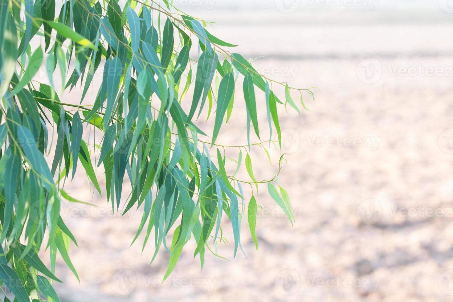 Eucalyptus leaves. branch eucalyptus tree nature background photo