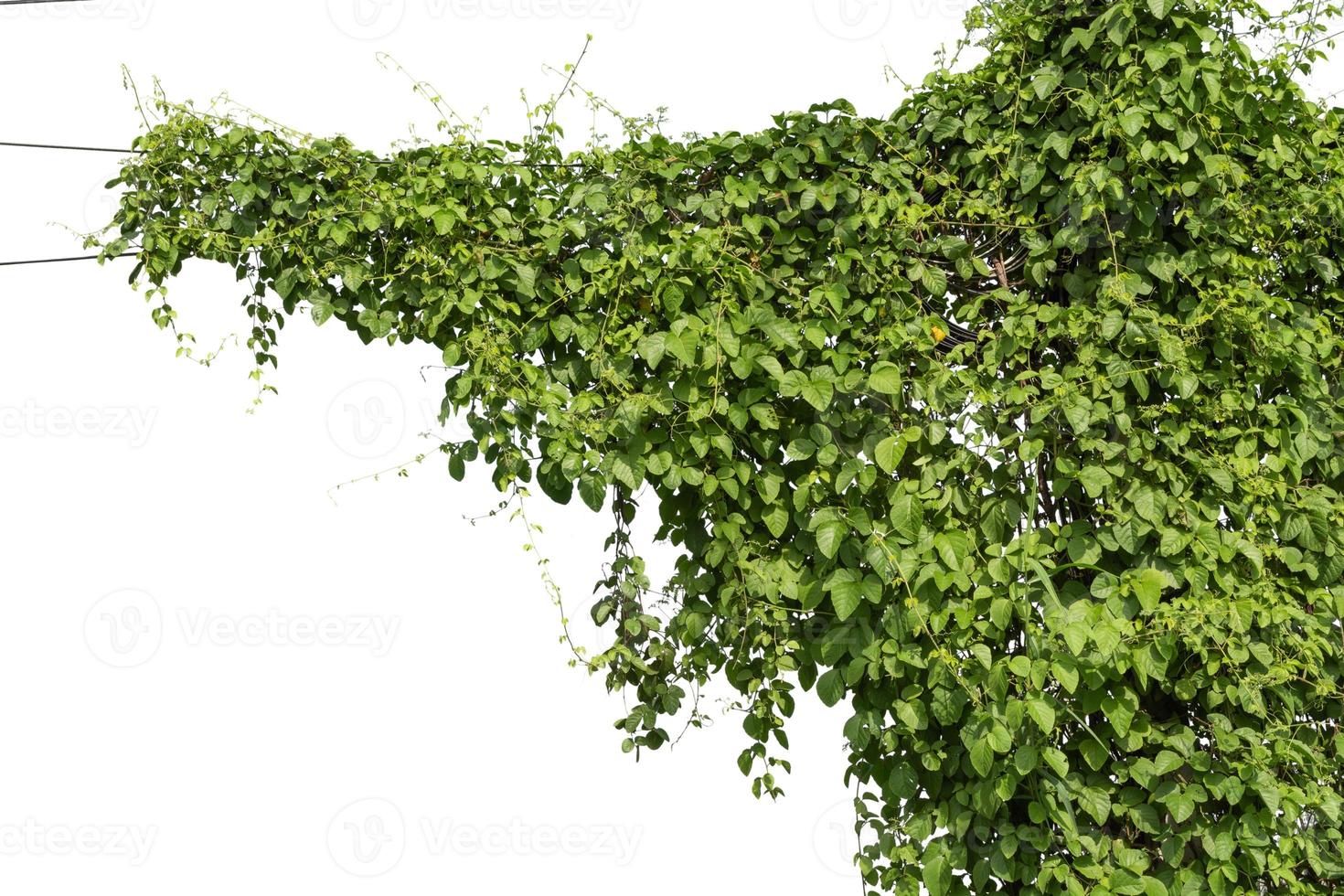 vine plant climbing isolated on white background. Clipping path photo