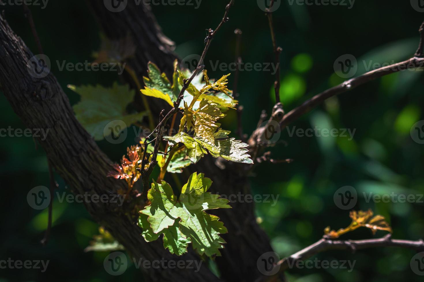 grape tree nature photo