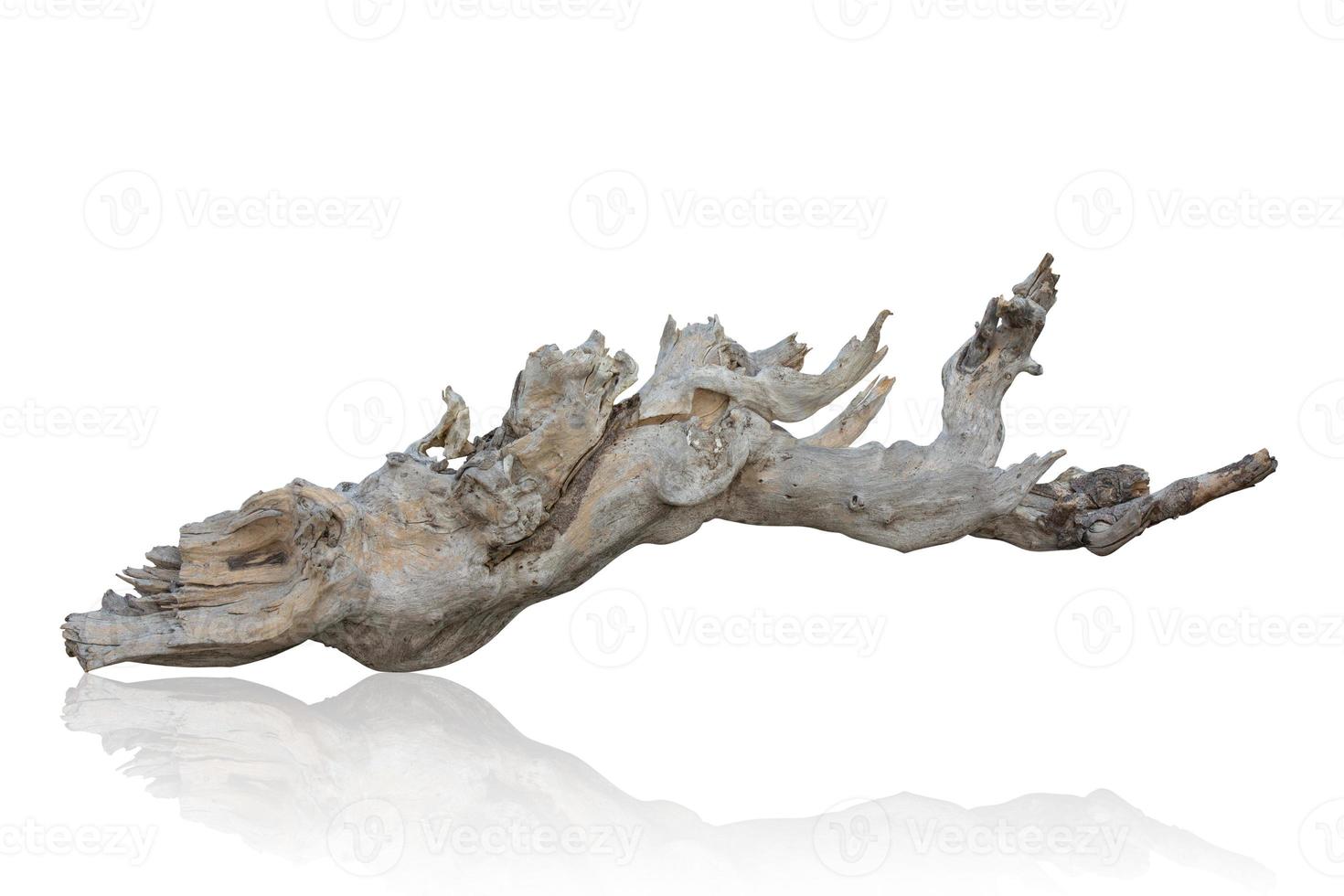 branch tree dry cracked dark bark isolated on white background. clipping path photo