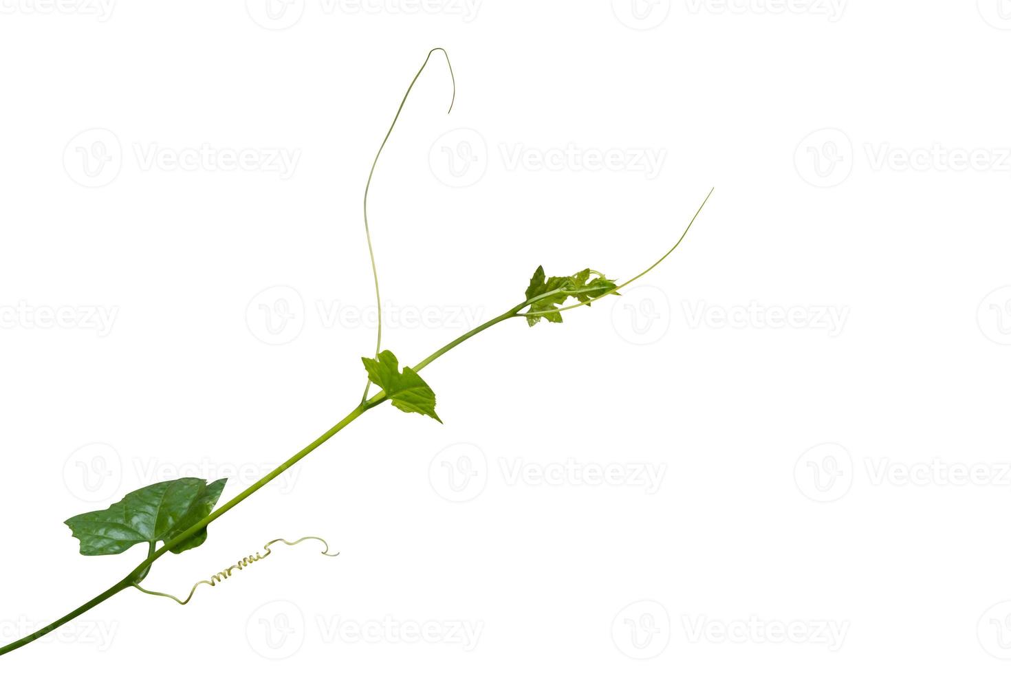 vine plant isolated on white background. Clipping path photo